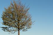 baumarten bilder