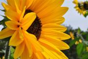 blumen pflanzen