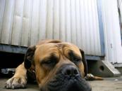 elektronischer wachhund