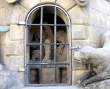 fenstergitter