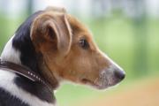 haftpflicht terrier