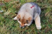 hunde krankenversicherung