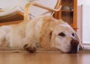krankenversicherung für hunde