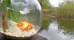 Xetra-Gold: Sturmschutz im Goldfischglas