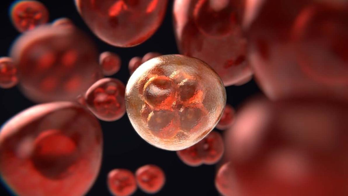 Krebs-Revolution: Wie Bayer, Vidac Pharma und Pfizer den Milliardenmarkt aufmischen Krebs-Revolution: Wie Bayer, Vidac Pharma und Pfizer den Milliardenmarkt aufmischen