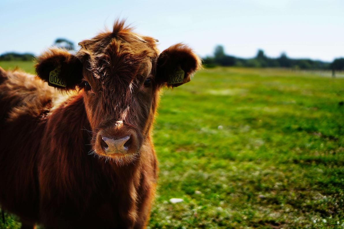 Die nächste Cashcow? Schnelle Prozente mit NetraMark, Moderna, BioNTech Die nächste Cashcow? Schnelle Prozente mit NetraMark, Moderna, BioNTech