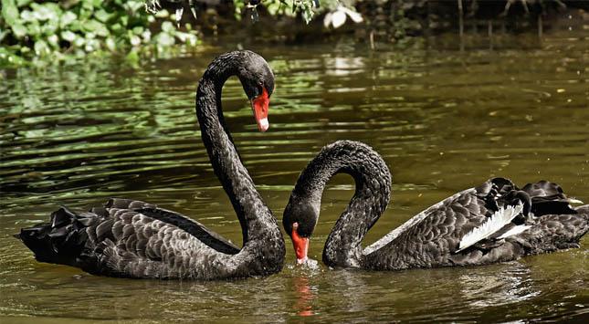 Schwarzer Schwan trifft Zombie Schwarzer Schwan trifft Zombie