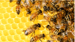 Marktkommentar: Gershon Distenfeld (AB Europe): Sollten High-Yield-Anleger ETFs neu bewerten?