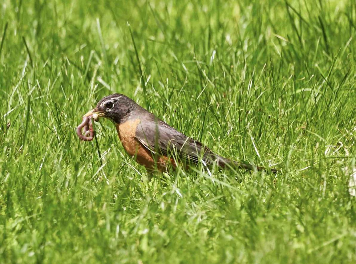 Der frühe Vogel… Ad-hoc: Unglaublicher Durchbruch ist tatsächlich gelungen