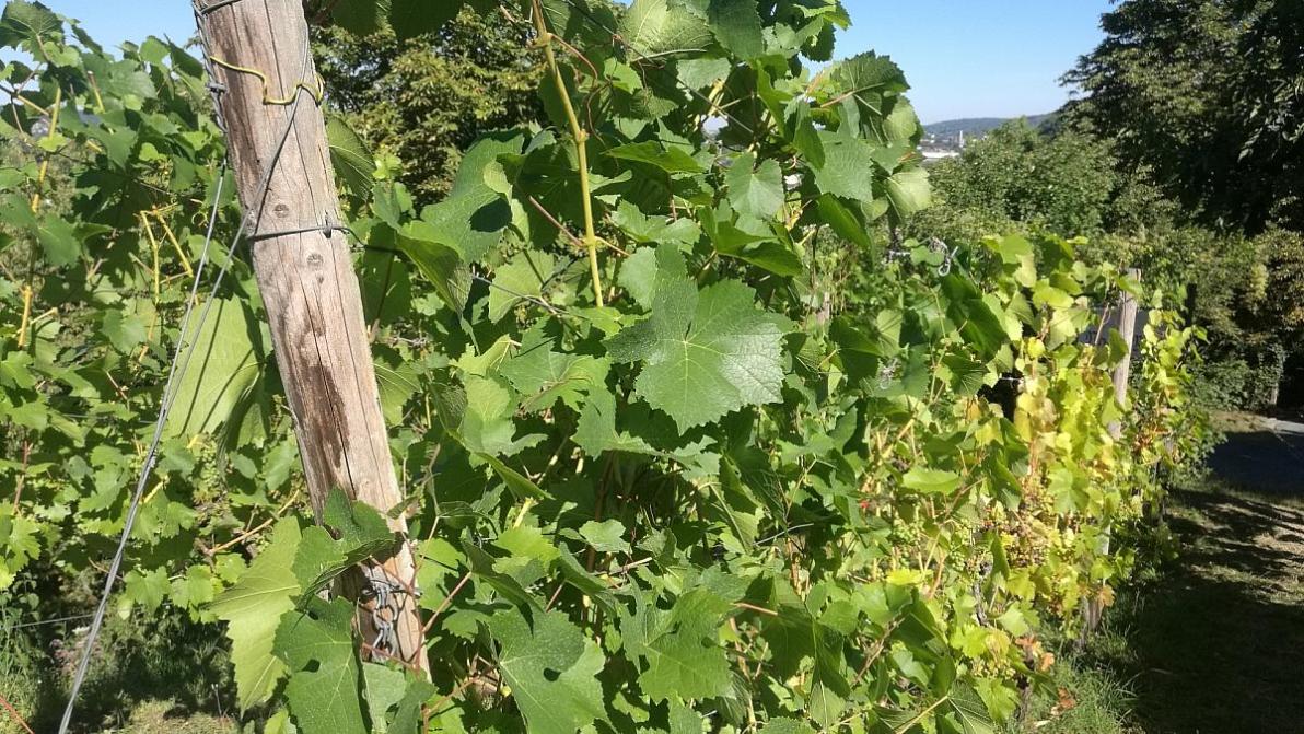 Wirtschaft - Deutsche Winzer leiden unter US-Zöllen