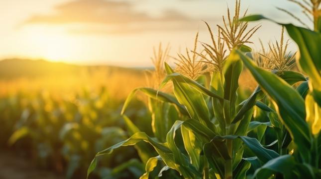 Pottasche-Markt-brummt-Millennial-Potash-mit-ph-nomenalen-Ressourcenplus-Vom-Explorer-zum-Entwickler-in-Siebenmeilenstiefel-