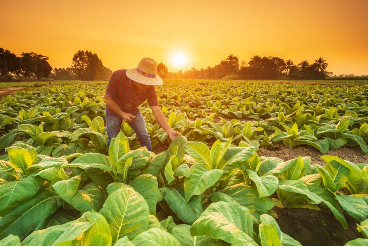Dünger - Der Kalimarkt im Jahr 2026