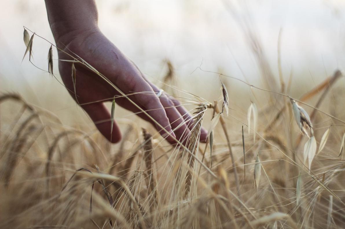 Drei Trends, ein Ziel: Wie Bayer, MustGrow Biologics und BASF die Agrarwende zur Gewinnchance machen