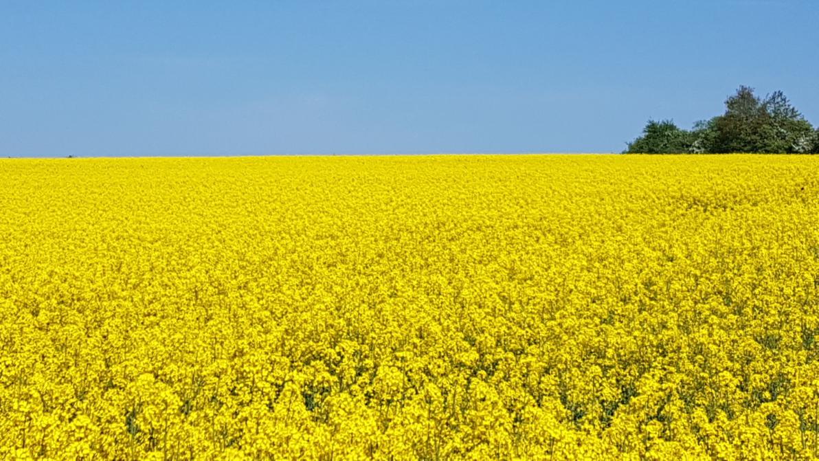 Bayer, MustGrow Biologics und Yara International: So holen Sie sich den 40 % Dünger-Preissprung in Ihr Portfolio