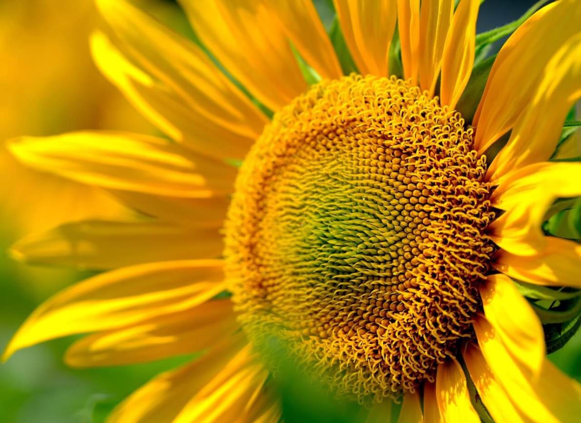 Zeit für smarte Käufer! Jetzt bei thyssenkrupp, Plug Power, Nel ASA, Pure Hydrogen oder nucera einsteigen?