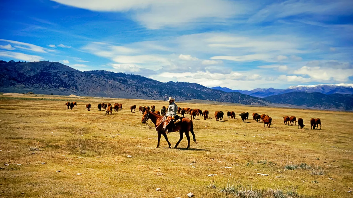 Farmer vor Scherbenhaufen - Amerikas Rinder-Krise weitet sich aus
