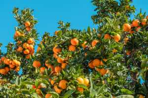 Orangen vor der Ernte