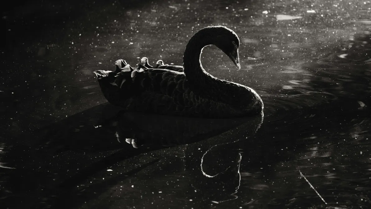 Black-Swan-Alarm - Diese drei Ereignisse könnten den Markt im Dezember komplett umwerfen