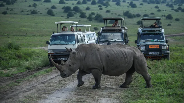 L-wen-Nash-rner-Co-Uber-startet-Safaris-in-Nairobi-Revolution-f-r-Kenias-Tourismus-