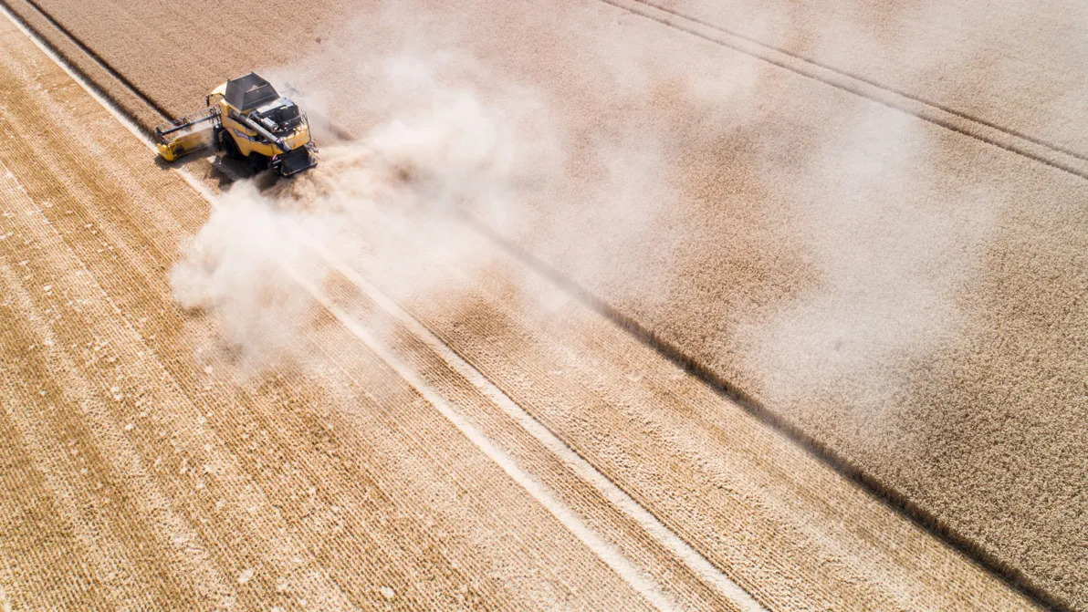 Dürre, Dünger, Diesel - Weizenpreise schnellen hoch – Brot über 10 Euro?