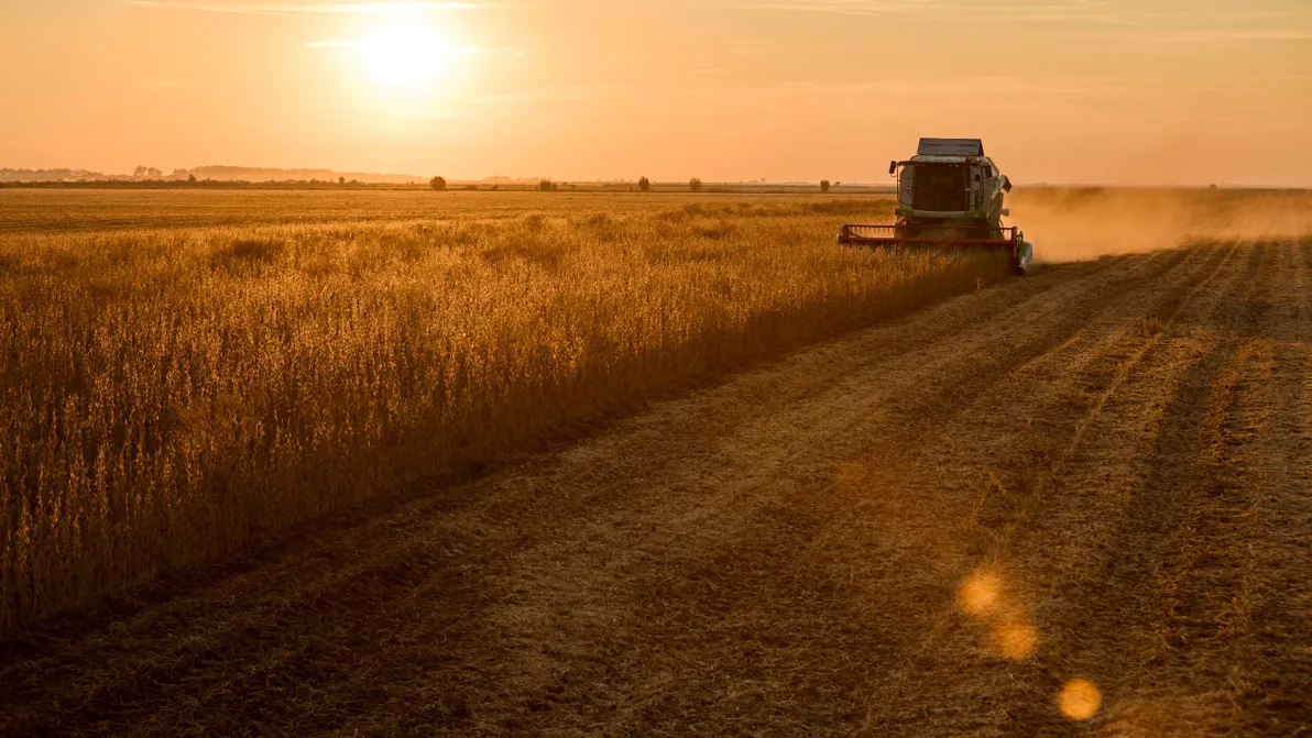 Ernte ohne Käufer - Amerikas Farmer bleiben auf der Ernte sitzen