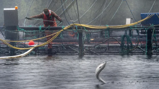 Kommt-2026-der-Lachs-Boom-Das-ist-laut-Barclays-der-Lachs-berflieger-f-r-2026-