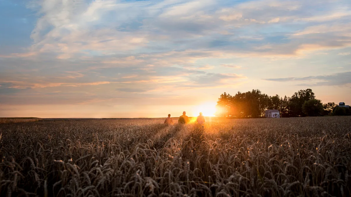Sojabauern in der Verlustserie - US-Farmer vor dem Kollaps: Jetzt droht eine Welle von Zwangsverkäufen