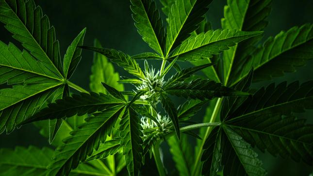 Trump sends cannabis stocks soaring again - | my top 5