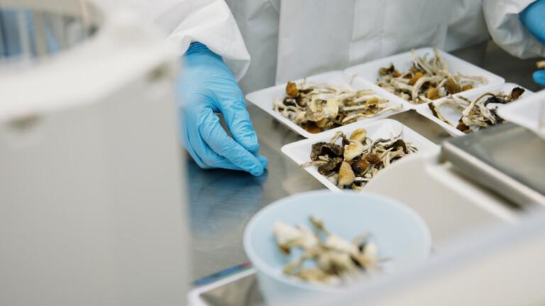 Bioxyne’s Milliarden-Ambition: Das skalierbare Cannabis-Unternehmen mit starker Unterstützung 