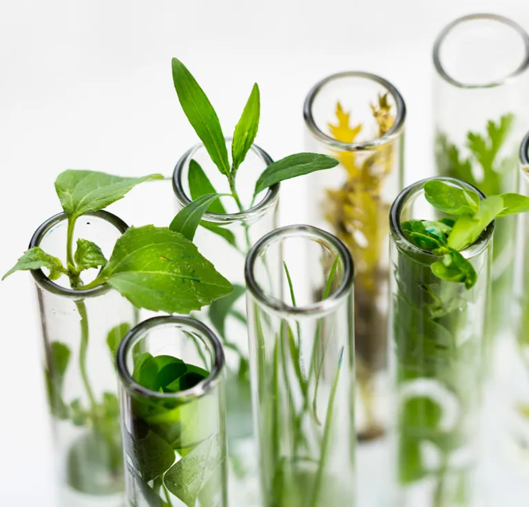 CBD boomt – Neural Therapeutics verankert sich im Wachstumsmarkt Europa