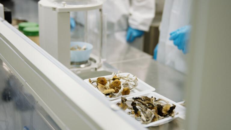 US-Cannabisreform könnte Bioxynes globales Wachstum beflügeln 