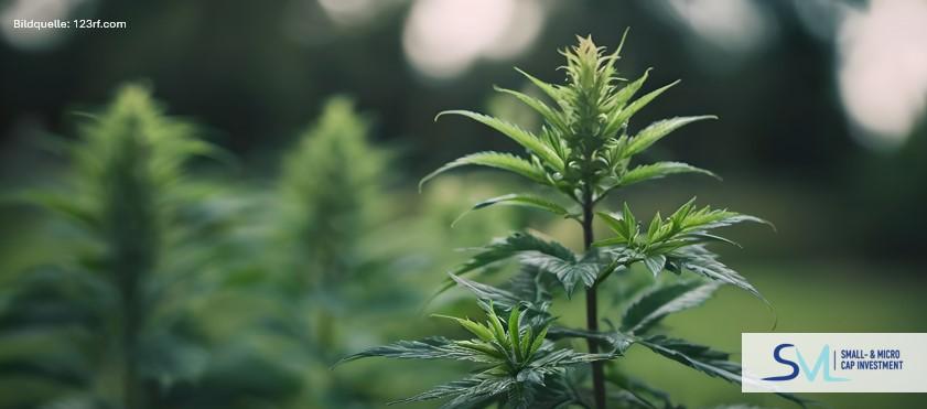 Neural Therapeutics stärkt Marktpräsenz – zwei neue Hanf.com-Filialen in Norddeutschland eröffnet