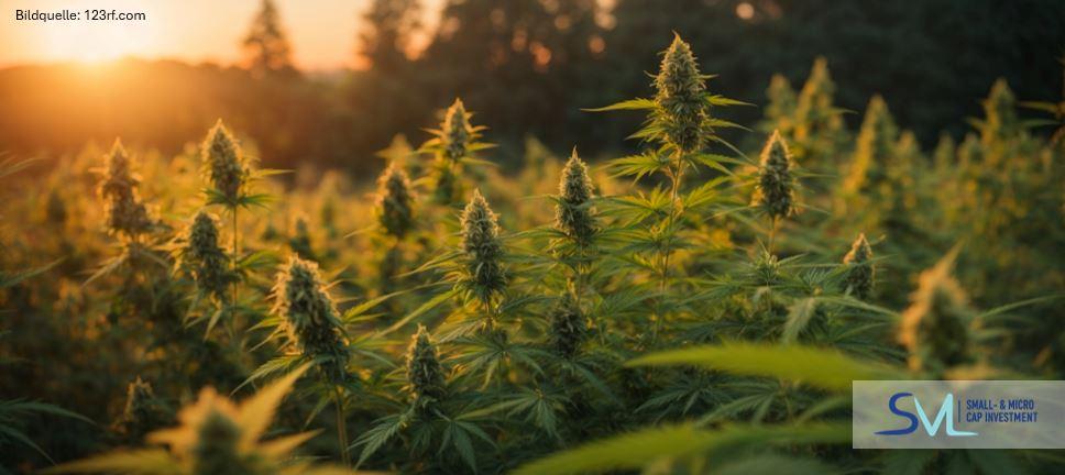 Neural Therapeutics und Meskalin: Ein spezialisierter Ansatz im wachsenden Markt für mentale Gesundheit