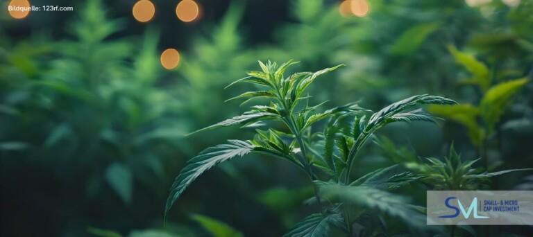 Neural Therapeutics, MindMed und Cybin: Psychedelika im Fokus eines Milliardenmarkts