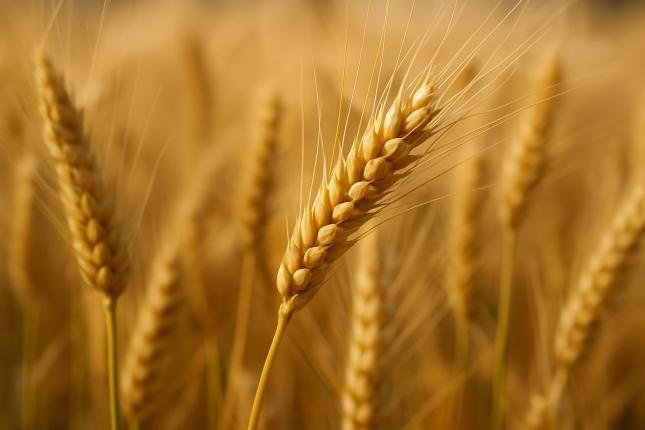 Carsten Stork: Weizen trotzt dem Risk-off-Umfeld – Short-Positionen werden vorsichtig reduziert