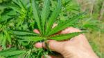 Cannabis Report: Kolumbien arbeitet an Legalisierung