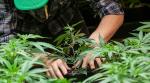 Cannabis Report: Kursrally bei Canopy Growth (11L1) nach Gewinnprognose
