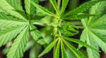 Cannabis Report: New Frontier Data beziffert Marktpotential in Kanada
